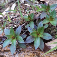 Impatiens elongata Arn.